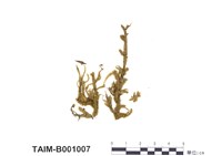 藏品(船葉塔苔)的圖片